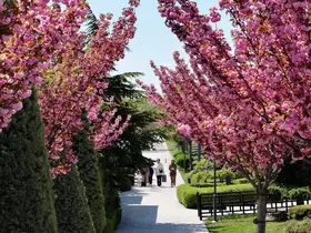 Sakuralar için Japonya’ya gitmenize gerek yok; Konya’da Sakura mevsimi başladı