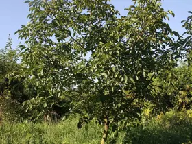 Samsun’da Amerikan tipi ceviz üretiminde artış

