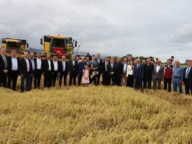 Samsun’da çeltik hasadı başladı: Aylar süren emek tarlada ürüne dönüştü
