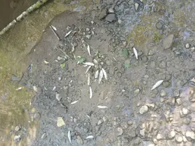 Samsun’da derede toplu balık ölümleri: Mahalleli kalıcı çözüm istiyor
