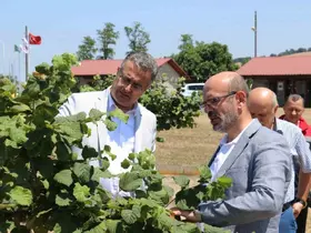 Samsun’da tarımsal üretim çalışmaları yerinde incelendi
