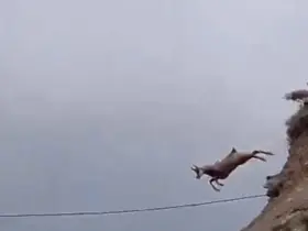 Şamuanın uzun atlayışı kameralara yansıdı
