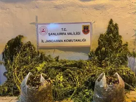 Şanlıurfa’da 625 kök kenevir ele geçirildi
