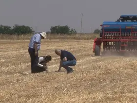 Şanlıurfa’da ’anız yakmadan üretim’ modeli yaygınlaşıyor: Toprak korunuyor çiftçi kazanıyor
