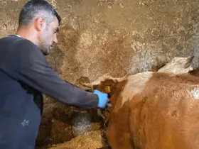 Şap hastalığına karşı aşılama çalışmaları sürüyor
