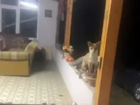 Saray’da tilki ile sohbet görenleri güldürdü

