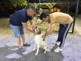 Sarıgöl’de av köpeklerine kuduz aşısı seferberliği
