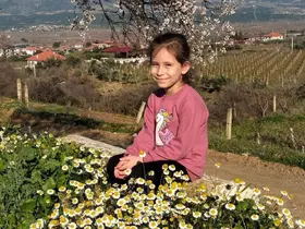 Sarıgöl’de bademler çiçek açtı papatyalar tarlaları süsledi
