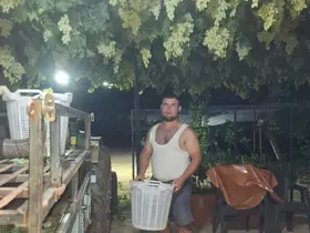 Sarıgöl’de üzüm için gece mesaisi
