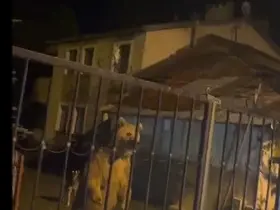 Sarıkamış’ta bu kez roller değişti: Vatandaş dışarıda bekledi, ayılar bahçede misafir oldu
