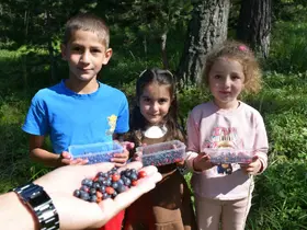 Sarıkamış’ta dağ çileği ve yaban mersini bereketi
