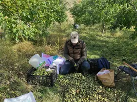 Sason’da ceviz hasadı başladı
