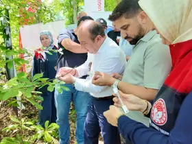 Savaşçı arılar kahverengi kokarcalar için salındı
