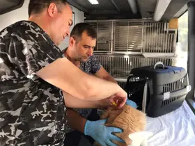 Savaştepe’de can dostlara bakım ve tedavi
