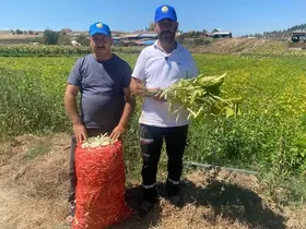 Şeker fasulye yüzleri güldürdü
