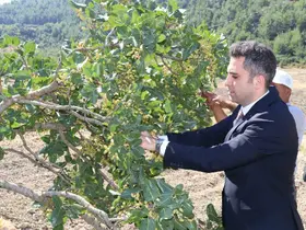Selendi’nin ’Yeşil Altın’ın da hasat başladı
