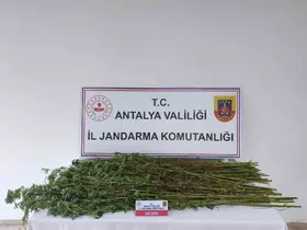 Serik’te 80 kök kenevir bitkisi ele geçirildi
