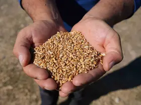 Sertifikalı tohum desteği başvuruları sürüyor
