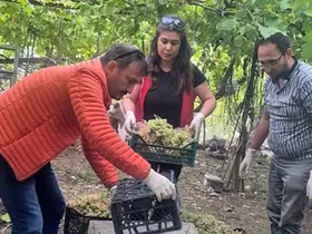Seydikemer’de bazı üzümlerde yasaklı aktif madde tespit edildi
