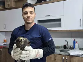 Seydikemer’de yaralı şahin tedavi altına alındı
