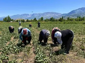 Sıcakta alın teriyle pancar çapalıyorlar
