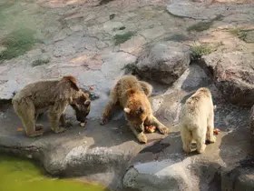 Sıcaktan bunalan hayvanlar buzlu kokteyl ile serinliyor

