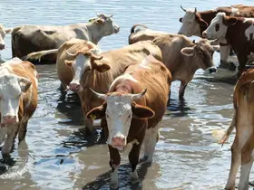 Sıcaktan bunalan inekler çareyi gölette buldu

