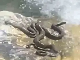 Sıcaktan bunalan yılanlar su kenarında serinledi

