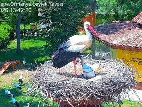 Şifa buldukları merkezde yuva kuran leyleklerin yavrusu 18 günlük oldu
