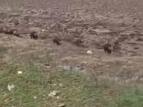 Siirt’te domuz sürüsü görüntülendi
