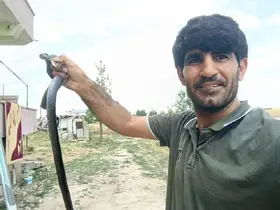 Siirt’te evine giren yılanı eliyle yakaladı
