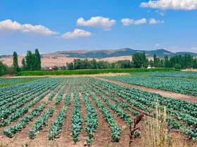 Sinanpaşa’da brokoli üretim alanlarında tarla kontrolleri gerçekleştirildi
