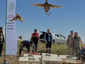 Sincik’te 200 keklik doğaya salındı
