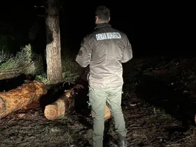 Sinop ormanları gece-gündüz koruma altında
