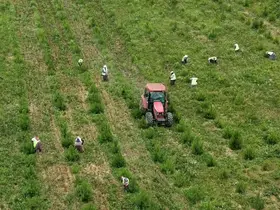 Sinop’ta geleceğin ormanları için bakım seferberliği
