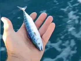 Sinop’ta sezonun uğuru yakalandı
