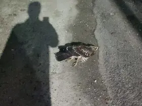 Sinop’ta yaralı bulunan doğan tedavi altına alındı
