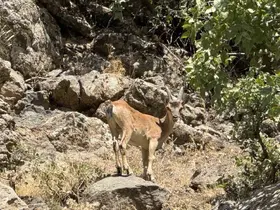 Şırnak’ta dağ keçileri görüntülendi
