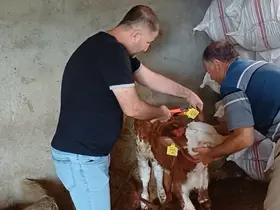 Şırnak’ta hayvanlara yönelik aşılama ve küpeleme çalışması
