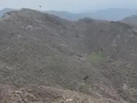 Şırnak’ta kartalın domuz avı kamerada
