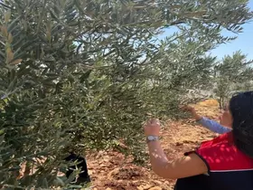 Şırnak’ta zeytin bahçelerinde hasar tespit çalışmaları başlatıldı
