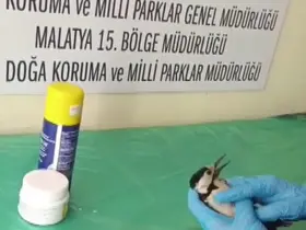 Sivas’ta bitkin halde bulunan ağaçkakan, tedavi edilip doğaya salındı

