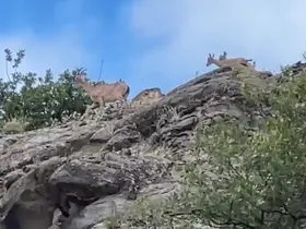 Sivas’ta dağ keçileri ailecek kameraya yakalandı
