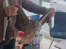 Sivas’ta yaralı bulunan Kızıl şahin koruma altına alındı
