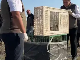 Sivas’ta yuvadan düşen iki kerkenez yavrusu doğaya bırakıldı
