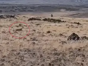 Siverek kırsalında ceylanlar görüntülendi
