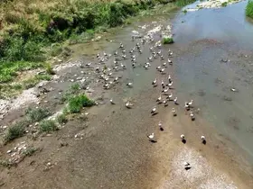 Soğanlı Çayı’nı mesken tutan leylekler dronla görüntülendi
