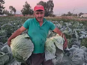 Söğütlü lahanasında hasat başladı
