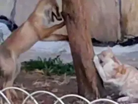 Sokak kedisi ile tilkinin birlikte oyun oynadığını görenlerin yüzlerini güldürdü
