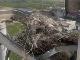 Sokak lambaları kuşlara yuva oldu
